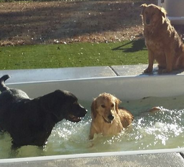 Black lab and golden retriever playing together in a pool
