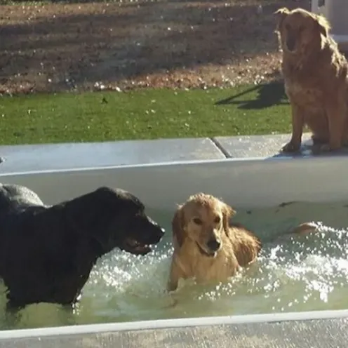 Black lab and golden retriever playing together in a pool
