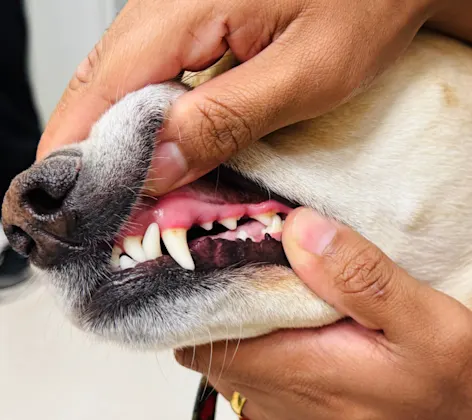 Staff showing dog's teeth Staff showing dog's teeth