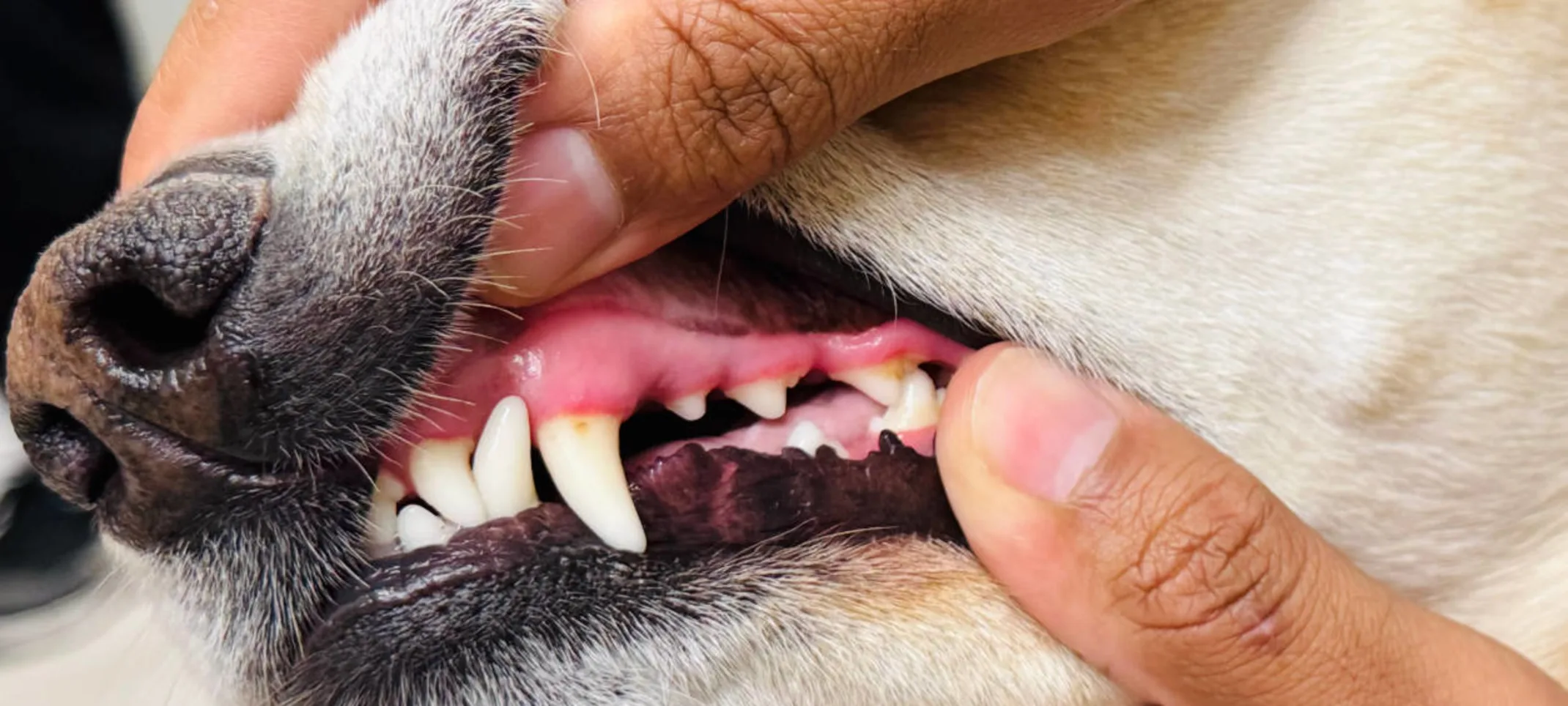 Staff showing dog's teeth Staff showing dog's teeth