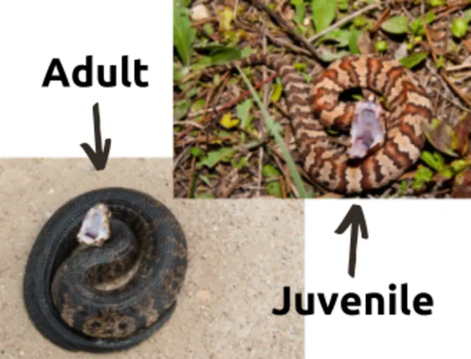 Cottonmouth (Water Moccasin) Snake Cottonmouth (Water Moccasin) Snake