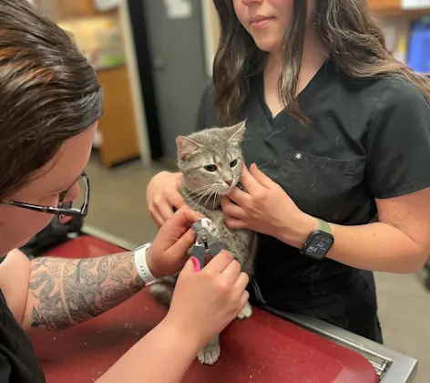 Kitten getting care from two vets Kitten getting care from two vets