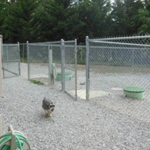 Outdoor Dog Cages and small dog at Animal Hospital of Signal Mountain Outdoor Dog Cages and small dog at Animal Hospital of Signal Mountain