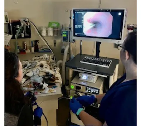 A doctor looking into a microscope A doctor looking into a microscope