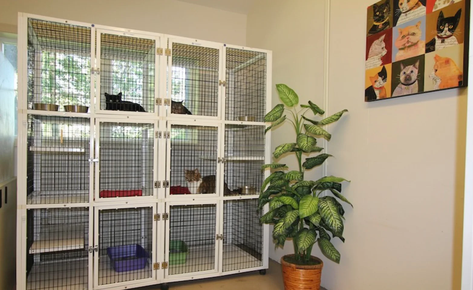 Cat condos in office Cat condos in office