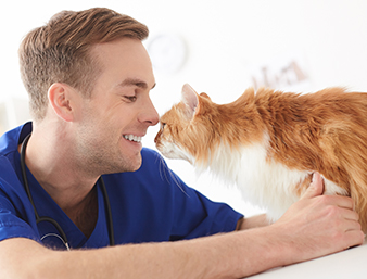 Emergency Vet in Los Angeles, CA  Metropolitan Animal Specialty