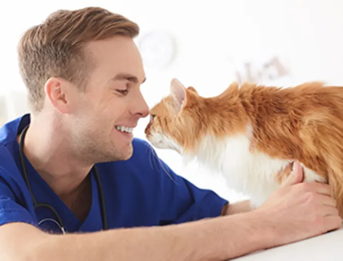 A veterinary specialist petting an orange cat