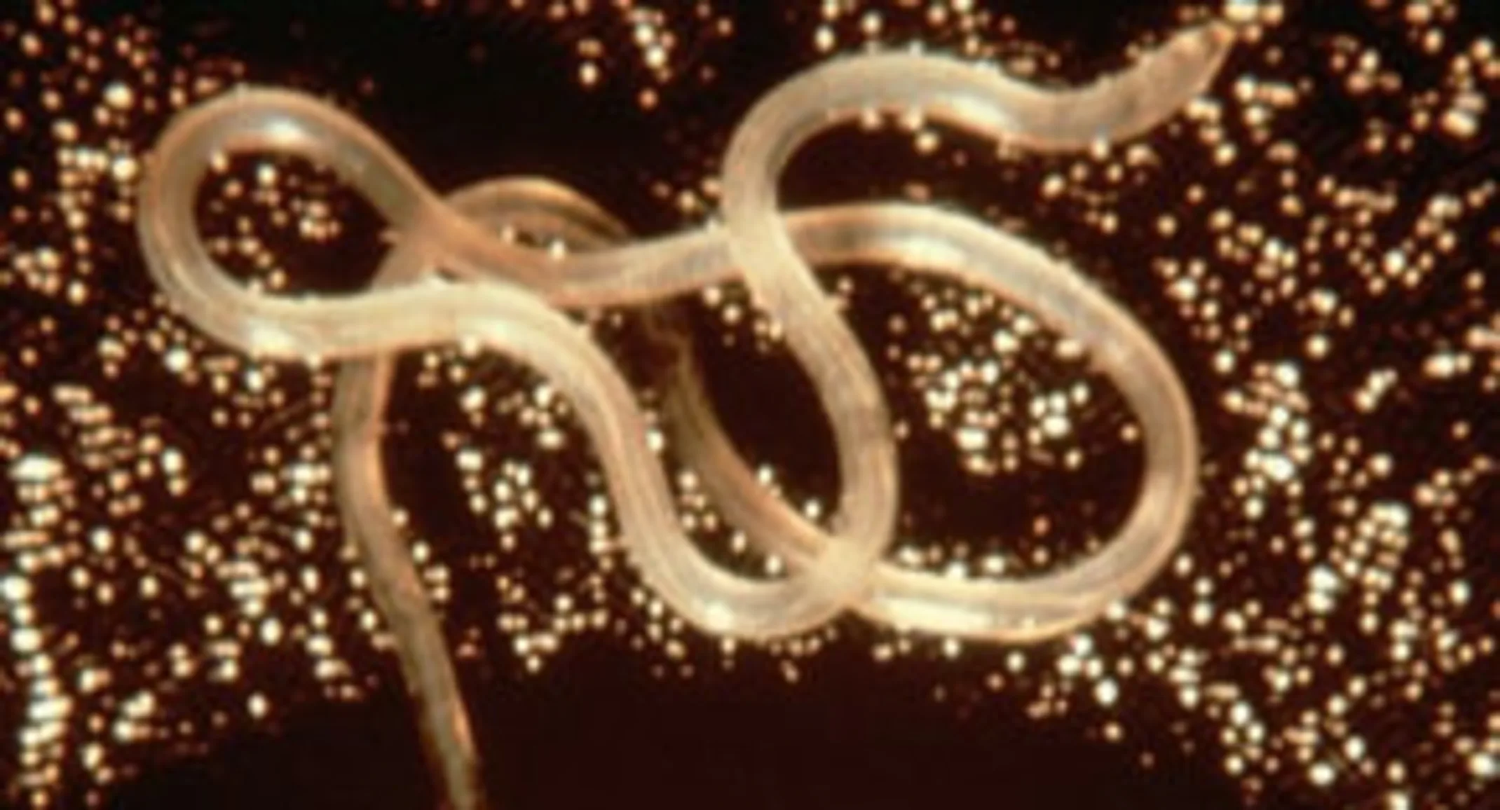 Companion Animal Parasite Council Companion Animal Parasite Council