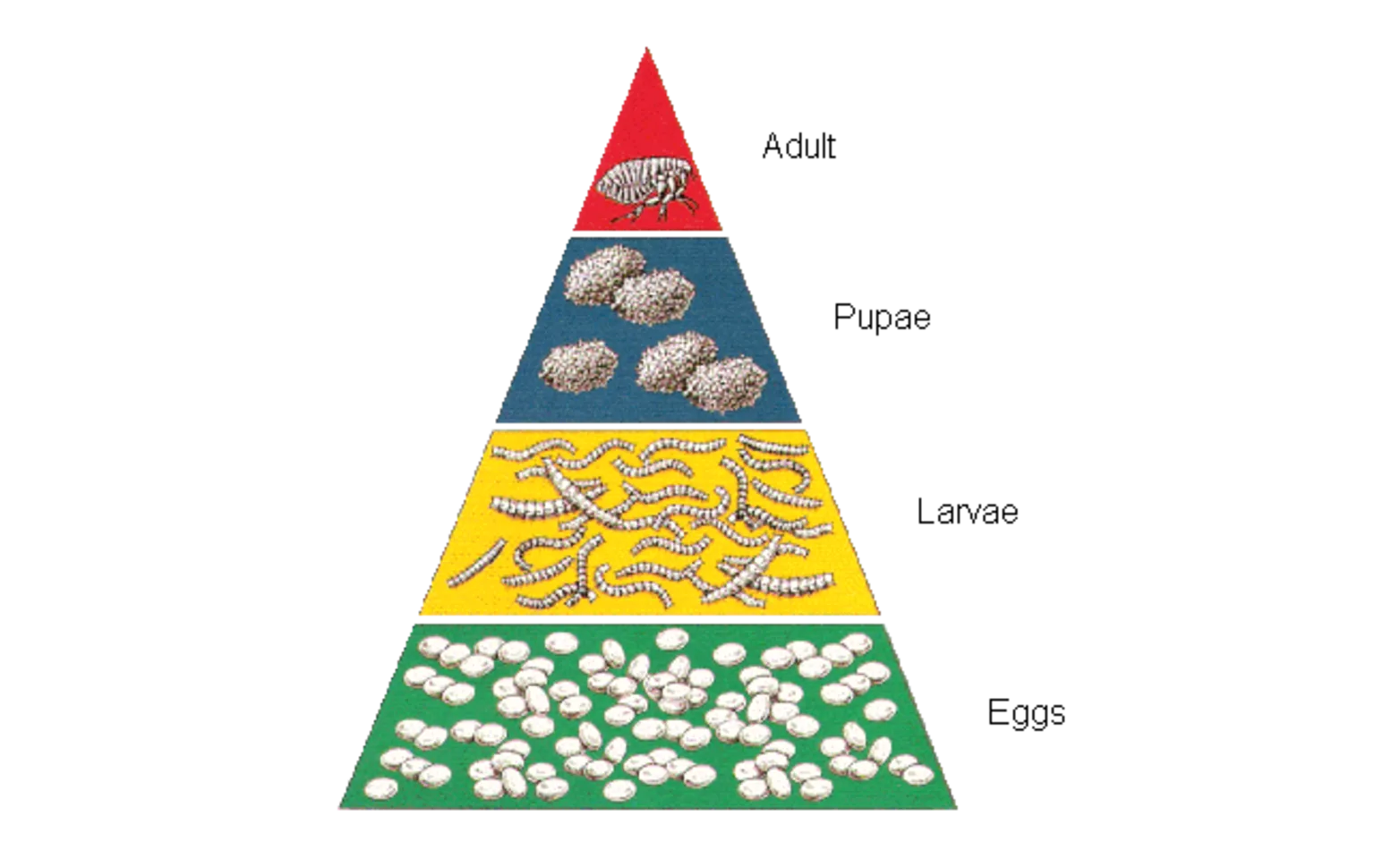 Life cycle pyramid of a flea