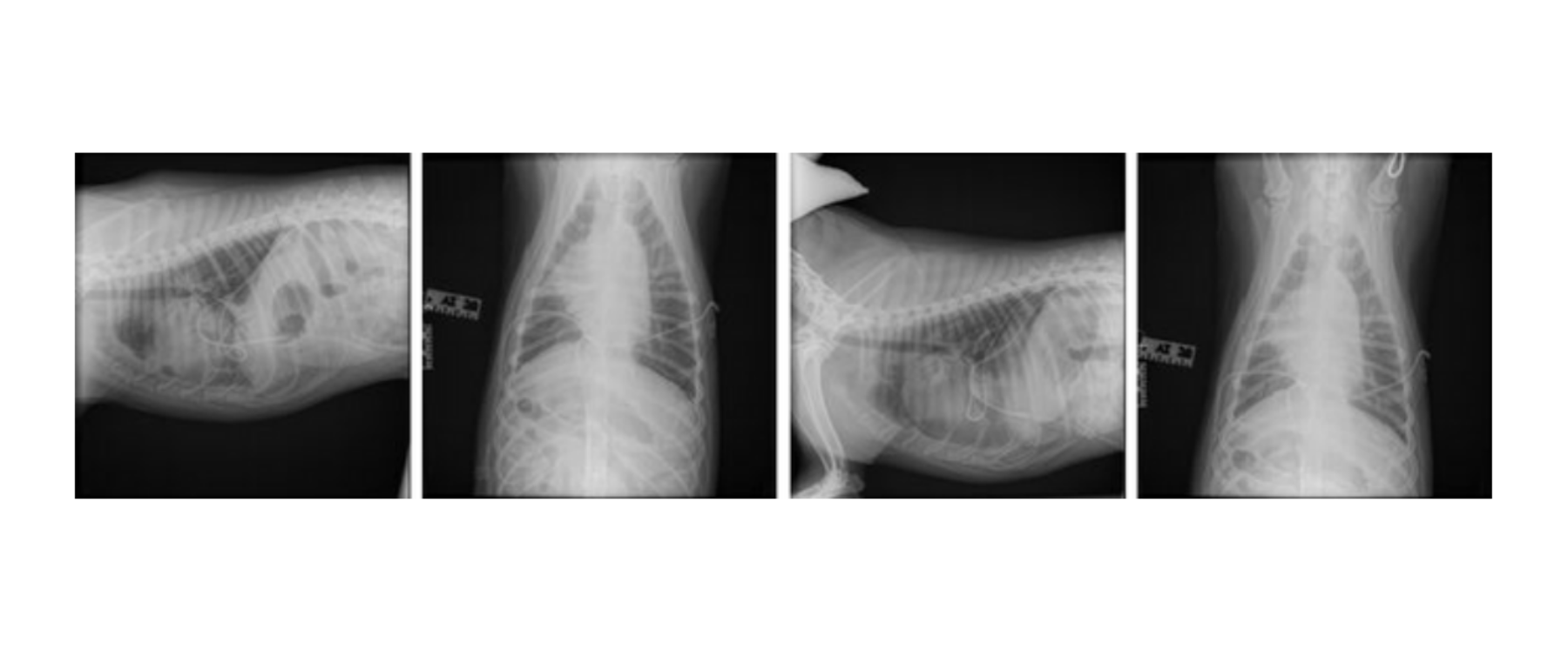 Mouse Roy Hemothorax Radiograph 1