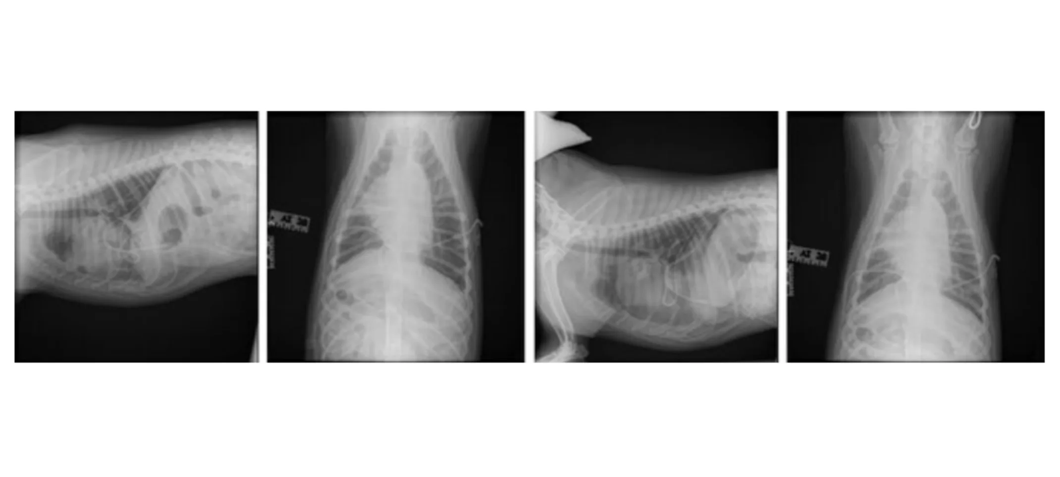 Mouse Roy Hemothorax Radiograph 1 Mouse Roy Hemothorax Radiograph 1