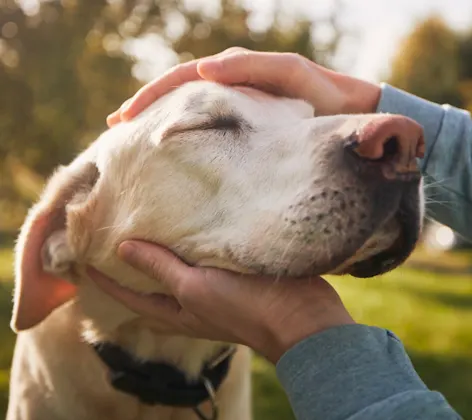 Two hands holding an elderly dog's face with its eyes closed Two hands holding an elderly dog's face with its eyes closed