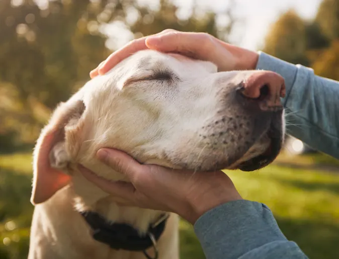 Two hands holding an elderly dog's face with its eyes closed Two hands holding an elderly dog's face with its eyes closed