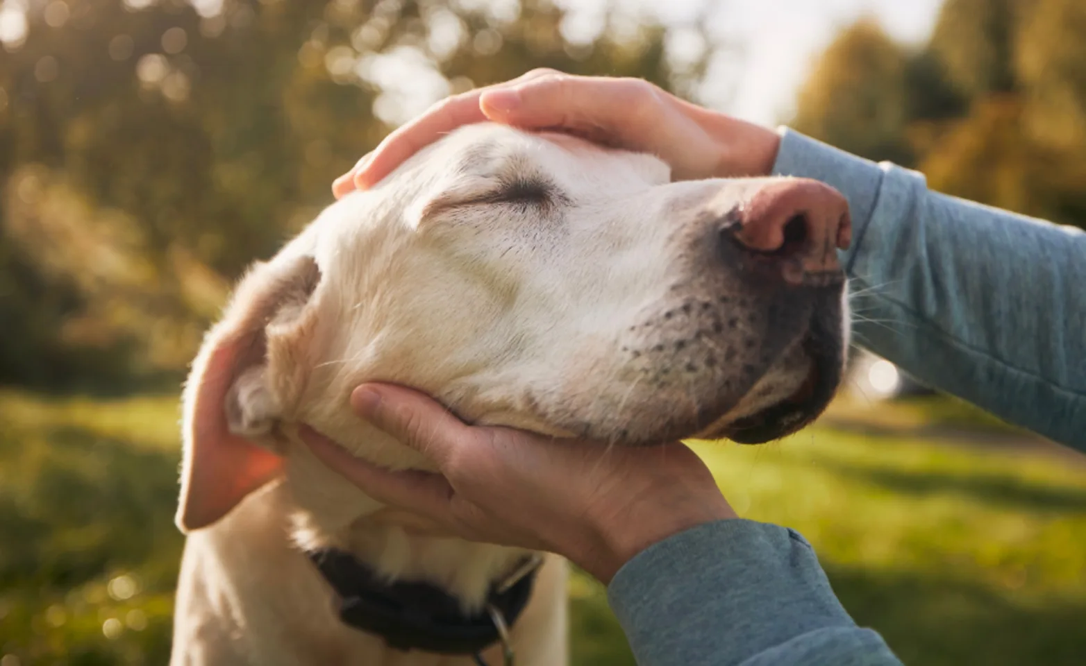 Two hands holding an elderly dog's face with its eyes closed Two hands holding an elderly dog's face with its eyes closed