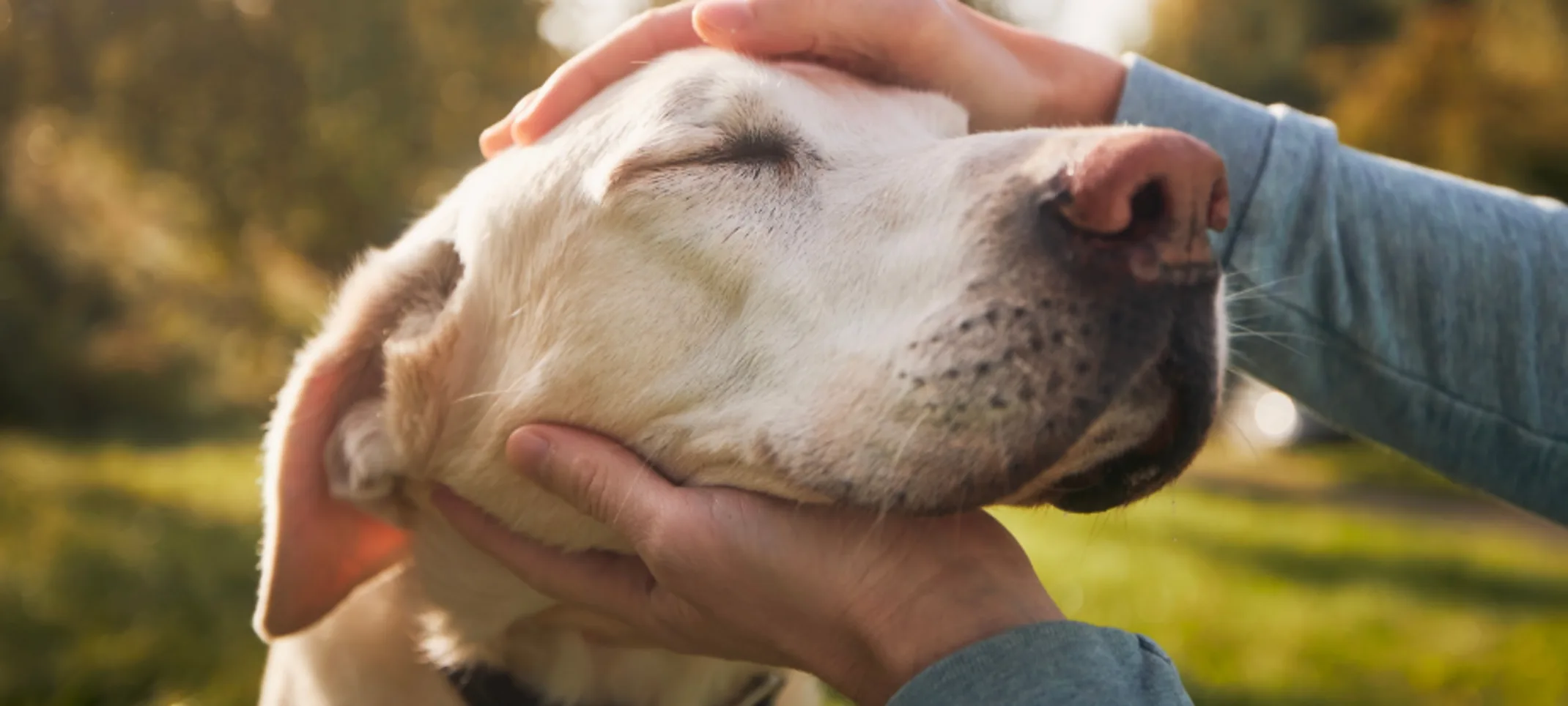 Two hands holding an elderly dog's face with its eyes closed Two hands holding an elderly dog's face with its eyes closed