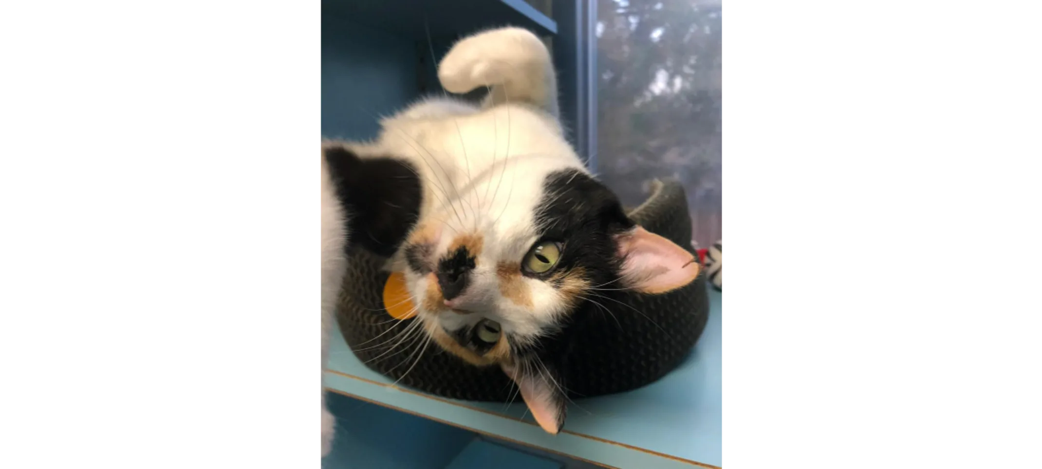 Cat Laying in Single Lodge Cat Laying in Single Lodge