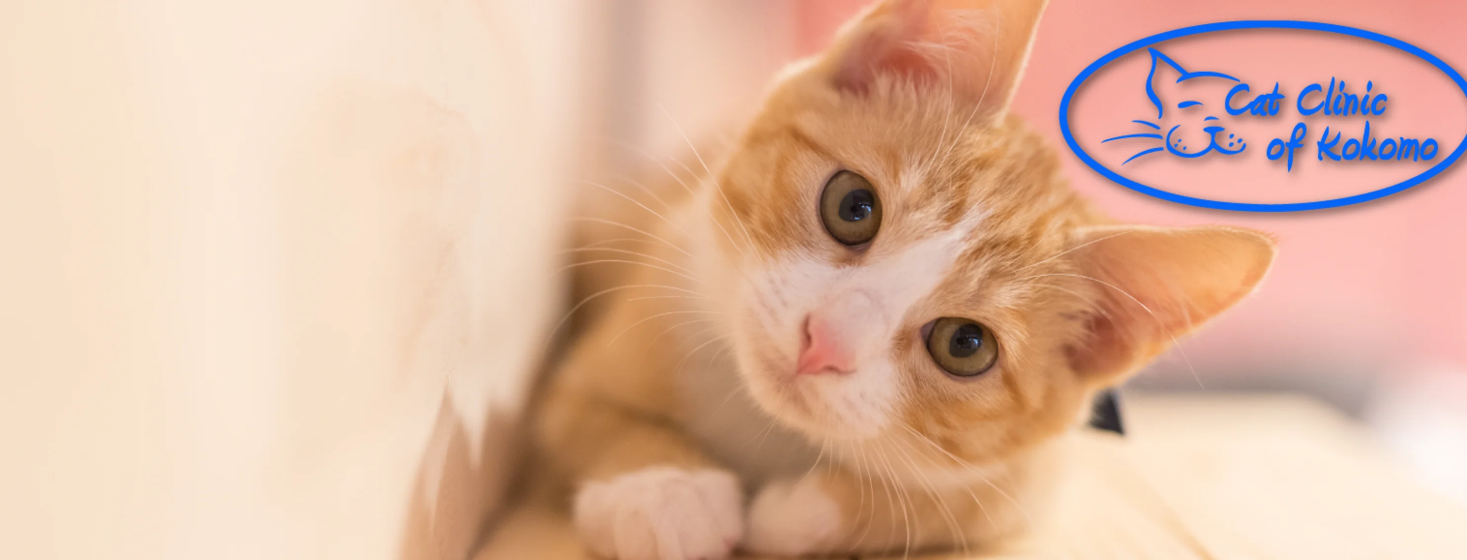 Orange Tabby Cat laying down on the floor looking up with the Cat Clinic of Kokomo Logo on the top right hand side