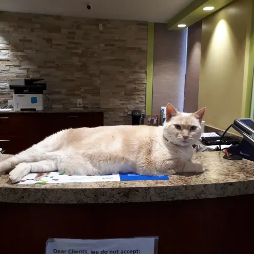 Cinnamon Front Desk