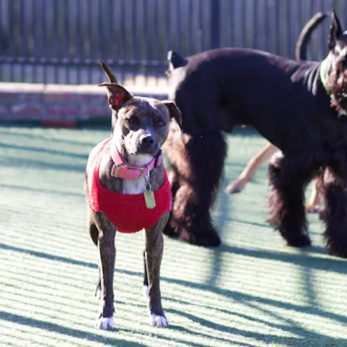 AMC of Hattiesburg Yard  AMC of Hattiesburg Yard