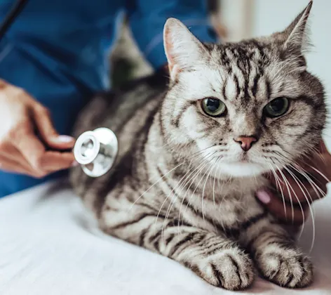 Cat with stethoscope Cat with stethoscope