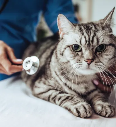 Cat with stethoscope Cat with stethoscope