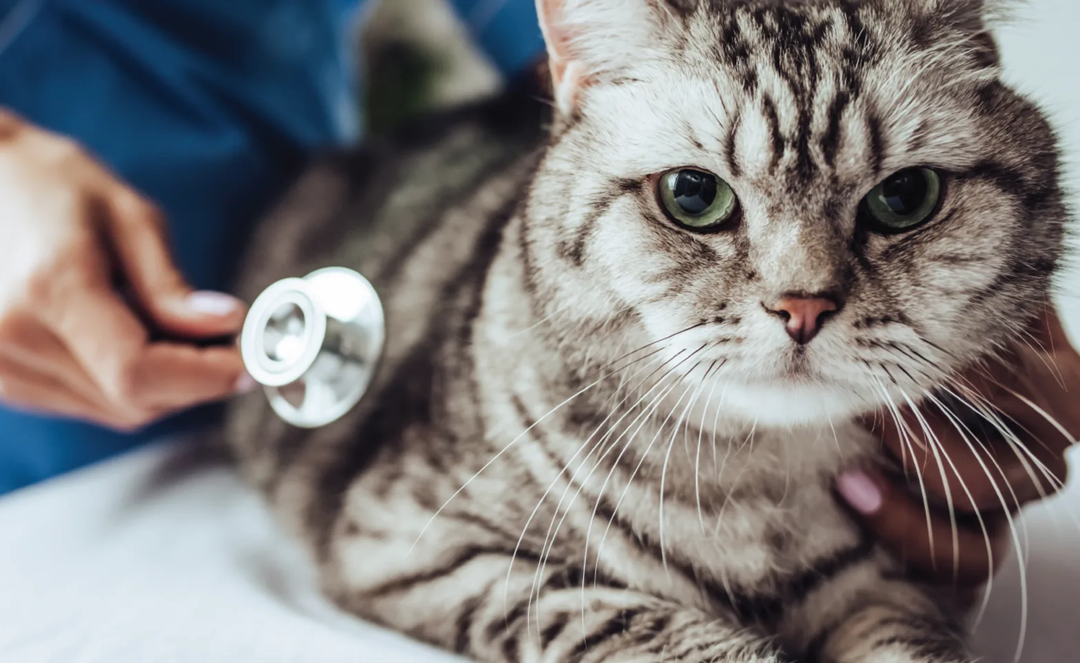 Cat with stethoscope Cat with stethoscope