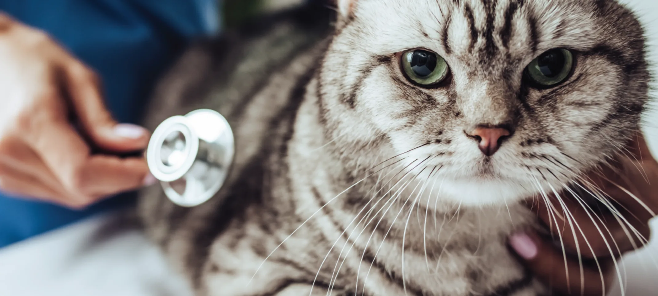 Cat with stethoscope Cat with stethoscope