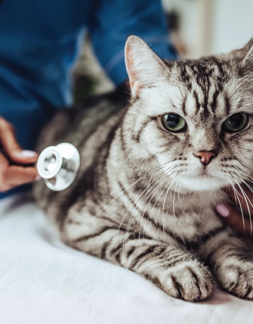 Cat with stethoscope