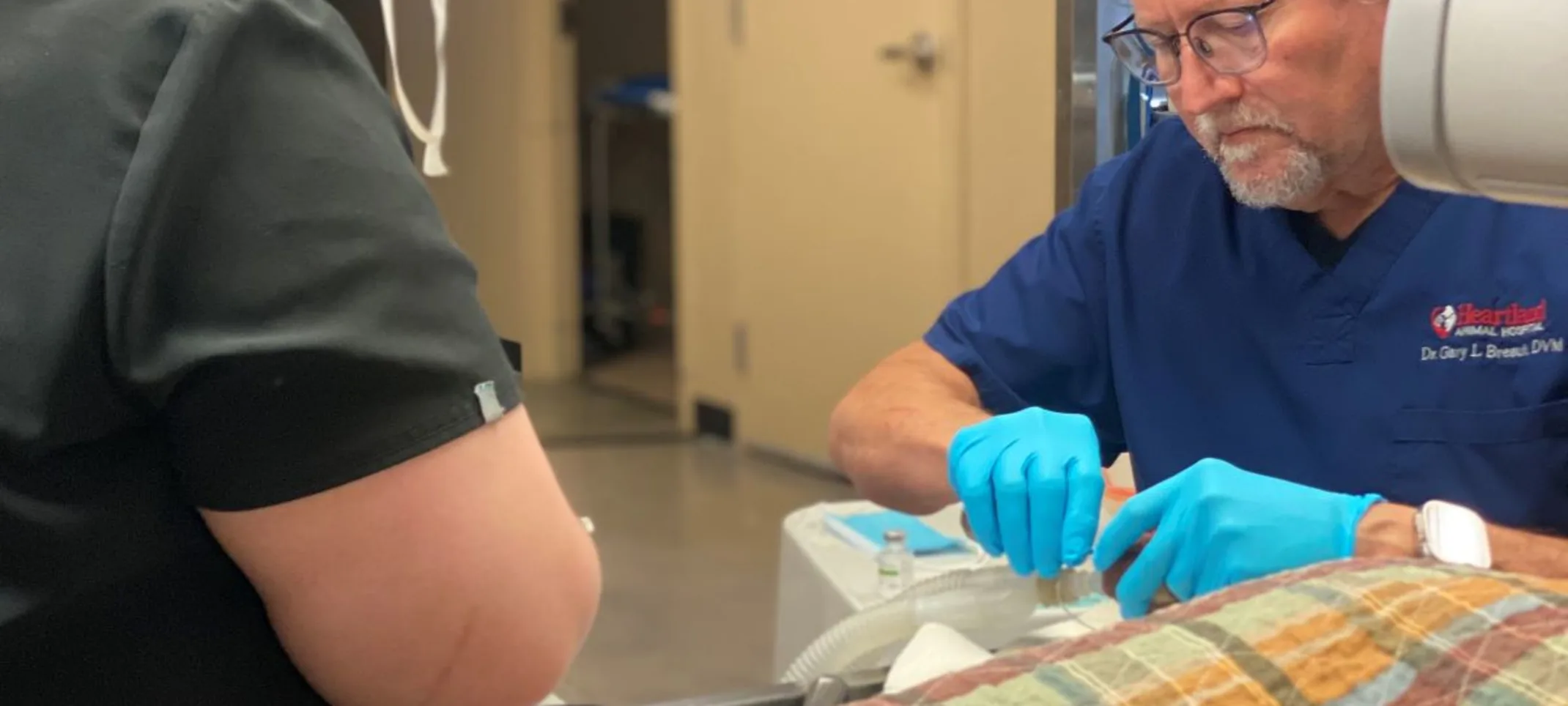 vet performing surgery on dog vet performing surgery on dog