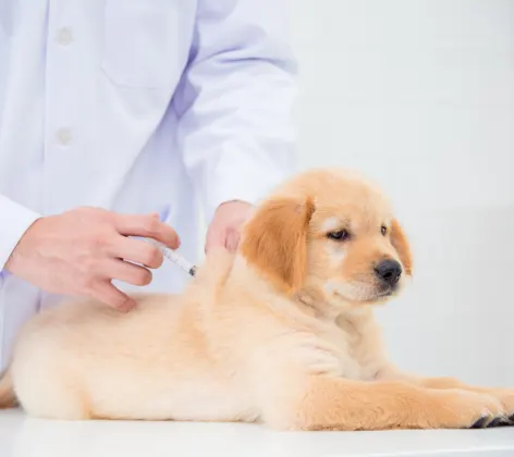 Dog receiving a vaccination