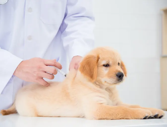 Dog receiving a vaccination