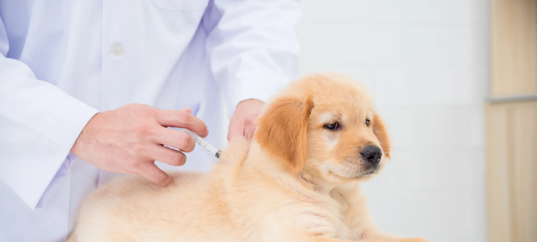 Dog receiving a vaccination