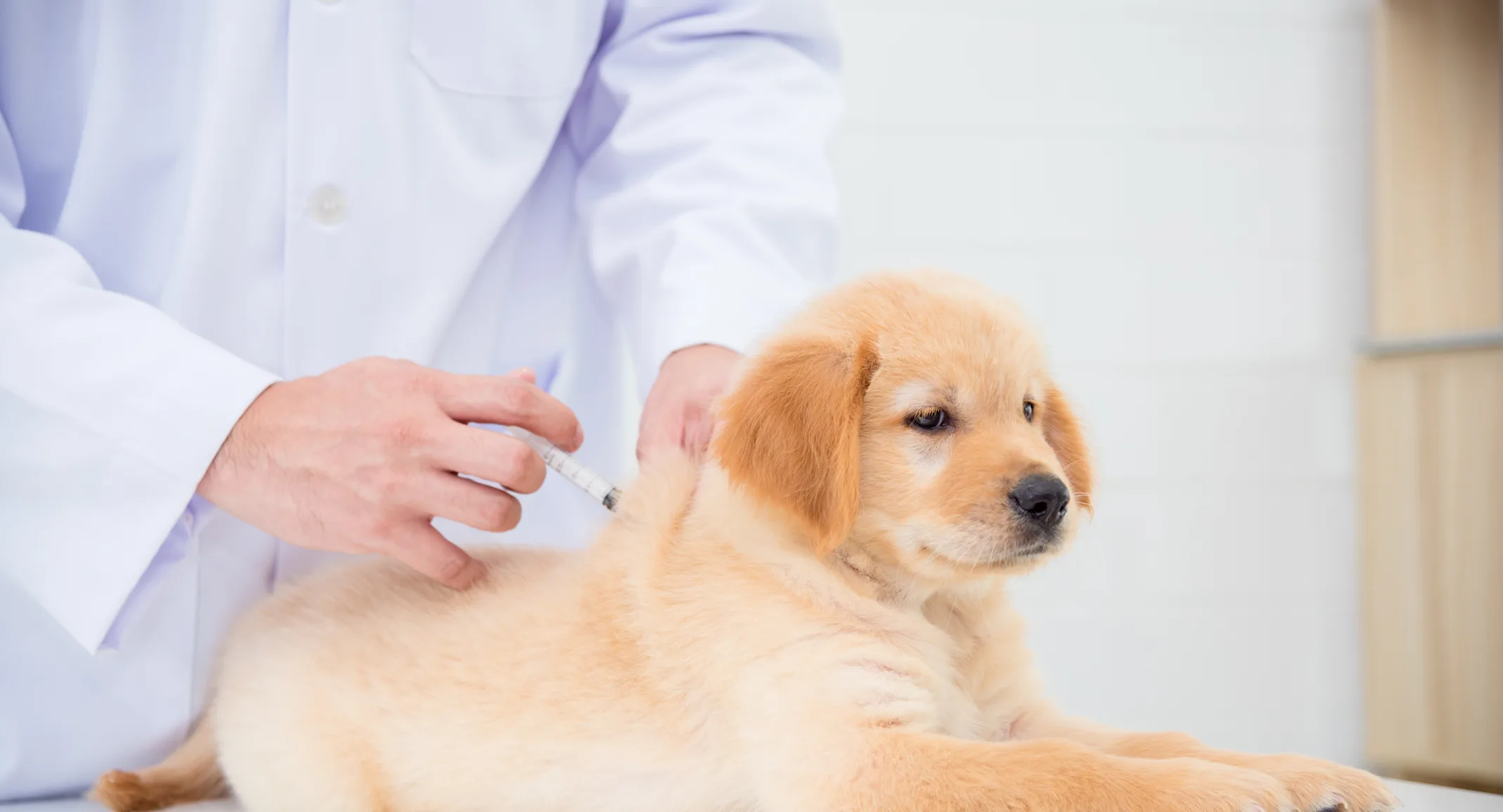 Dog receiving a vaccination