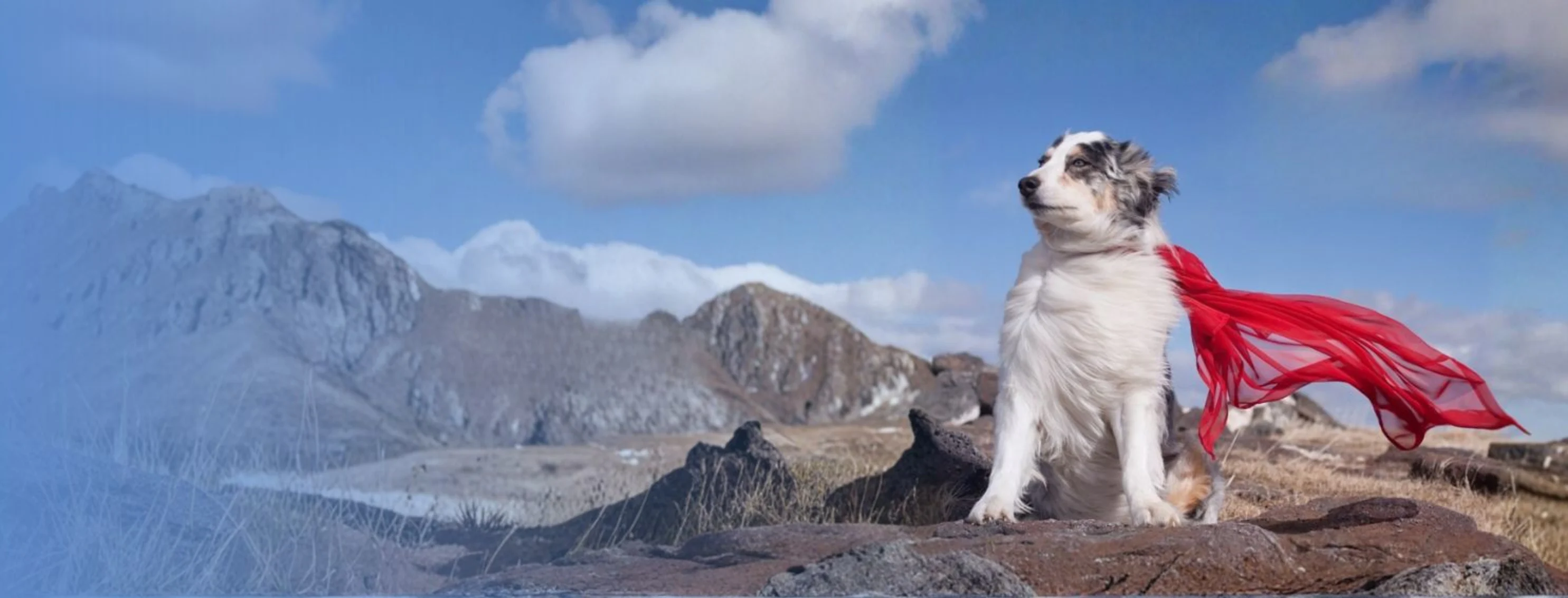 Australian Shepard on mountaintop wearing a red cape Australian Shepard on mountaintop wearing a red cape