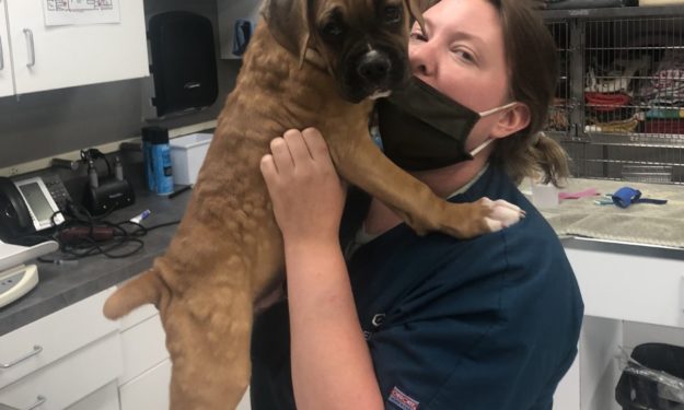 vet carrying brown dog 