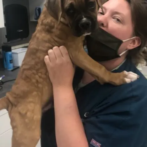 vet carrying brown dog vet carrying brown dog
