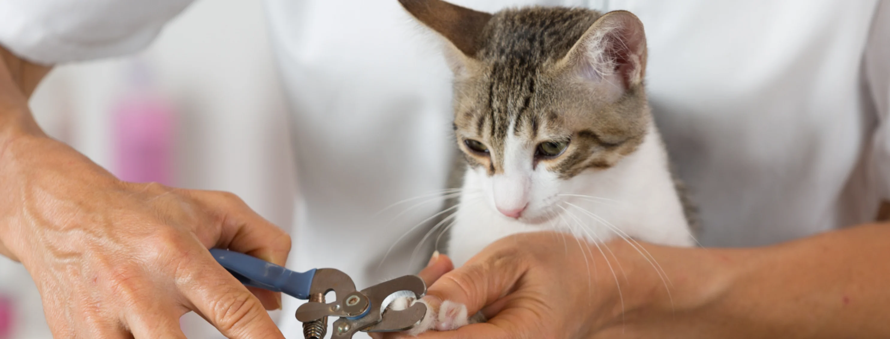 A gray and white cat getting a nail trim A gray and white cat getting a nail trim