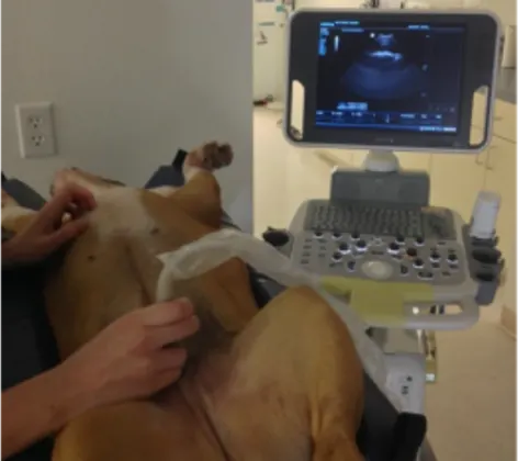Dog receiving an ultrasound