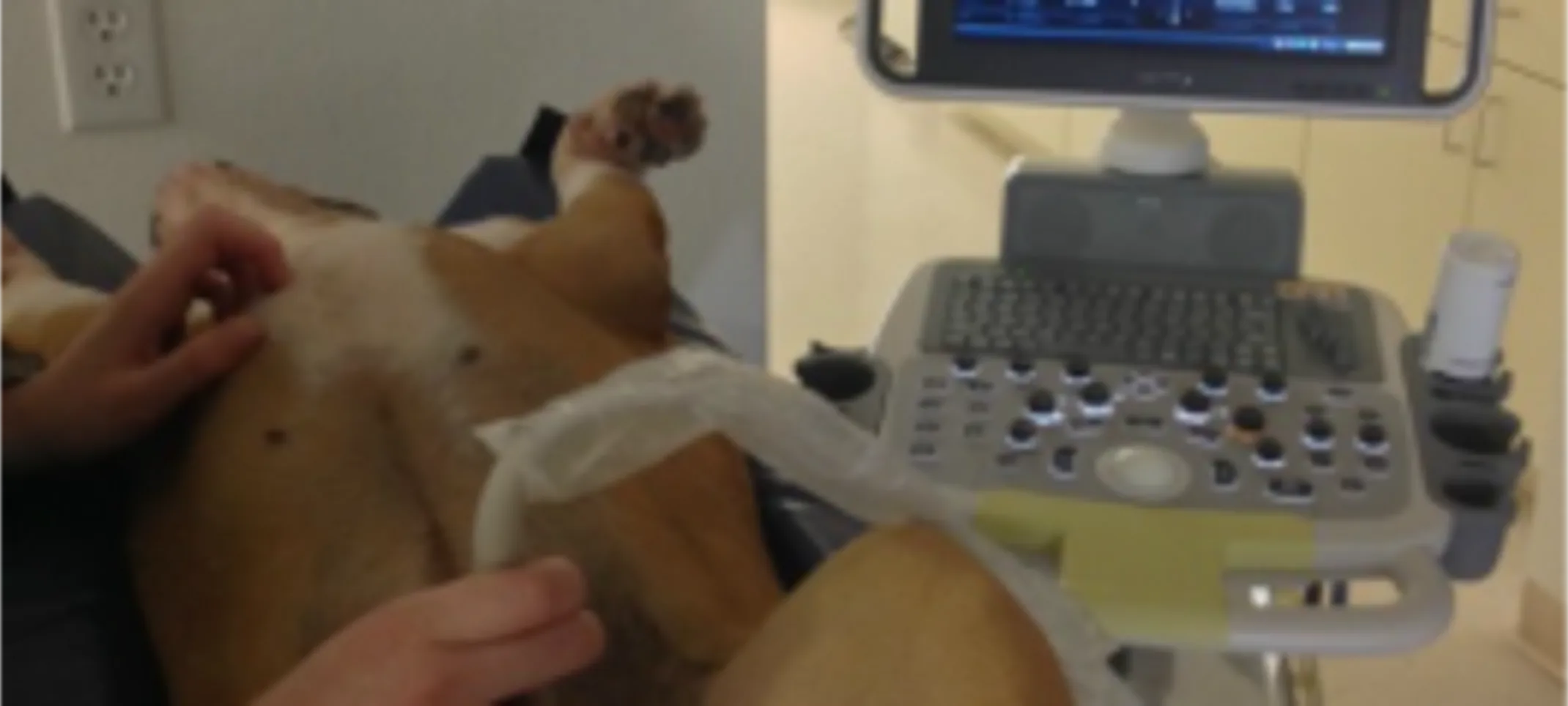 Dog receiving an ultrasound