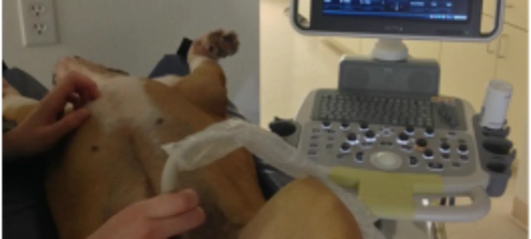 Dog receiving an ultrasound Dog receiving an ultrasound