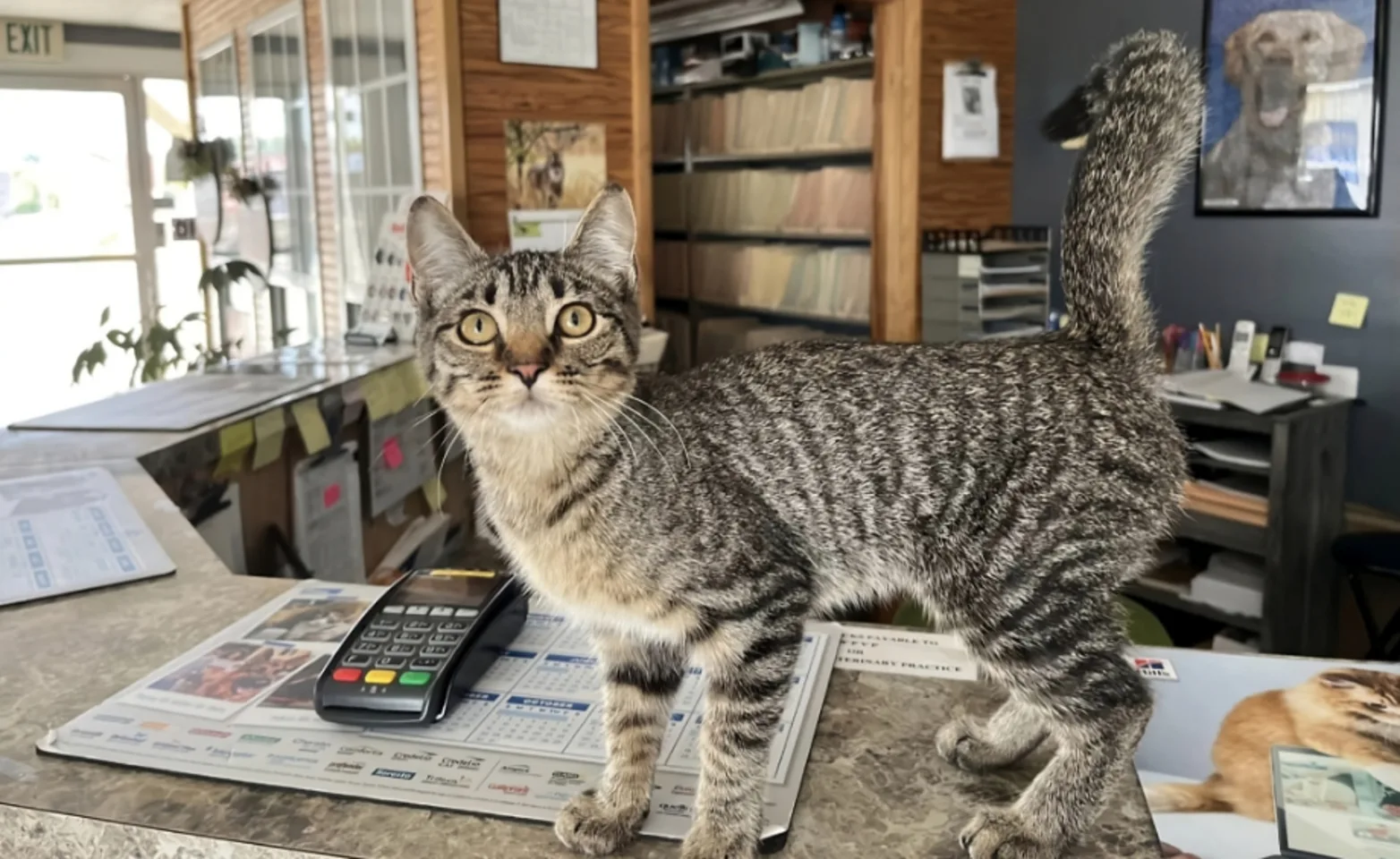 A cat on the welcome desk at White Pine Veterinary Practice