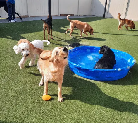 7 dogs playing outside in a mini pool
