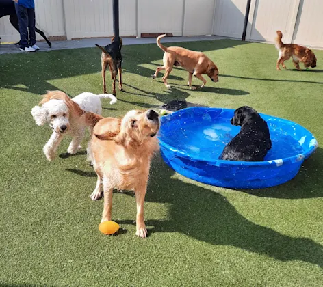 7 dogs playing outside in a mini pool 7 dogs playing outside in a mini pool