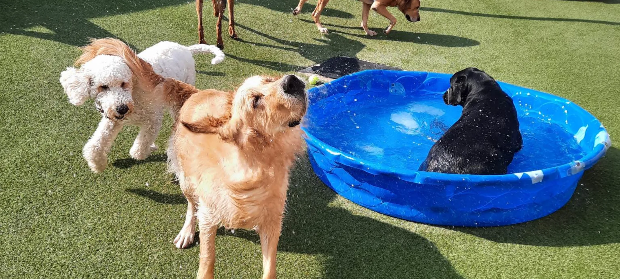 7 dogs playing outside in a mini pool