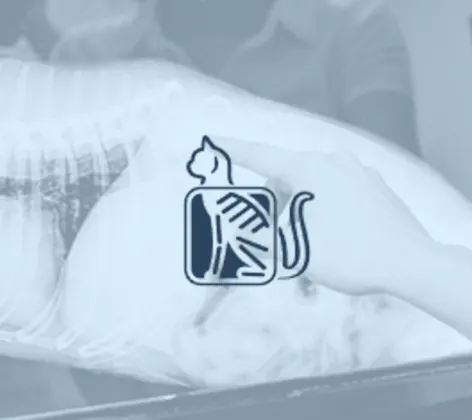 Technician pointing at an x-ray and a cat x-ray logo Technician pointing at an x-ray and a cat x-ray logo