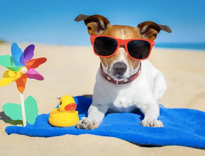 a dog wearing sunglasses at the beach a dog wearing sunglasses at the beach