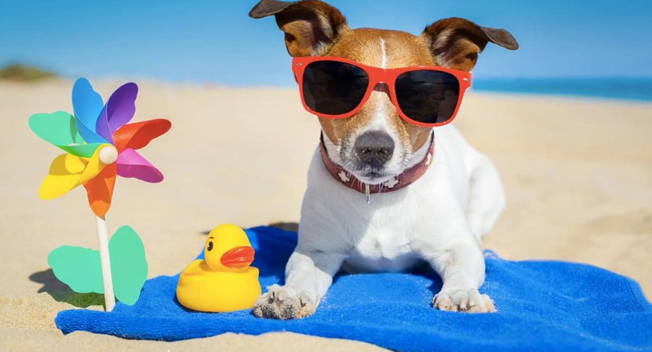 a dog wearing sunglasses at the beach a dog wearing sunglasses at the beach