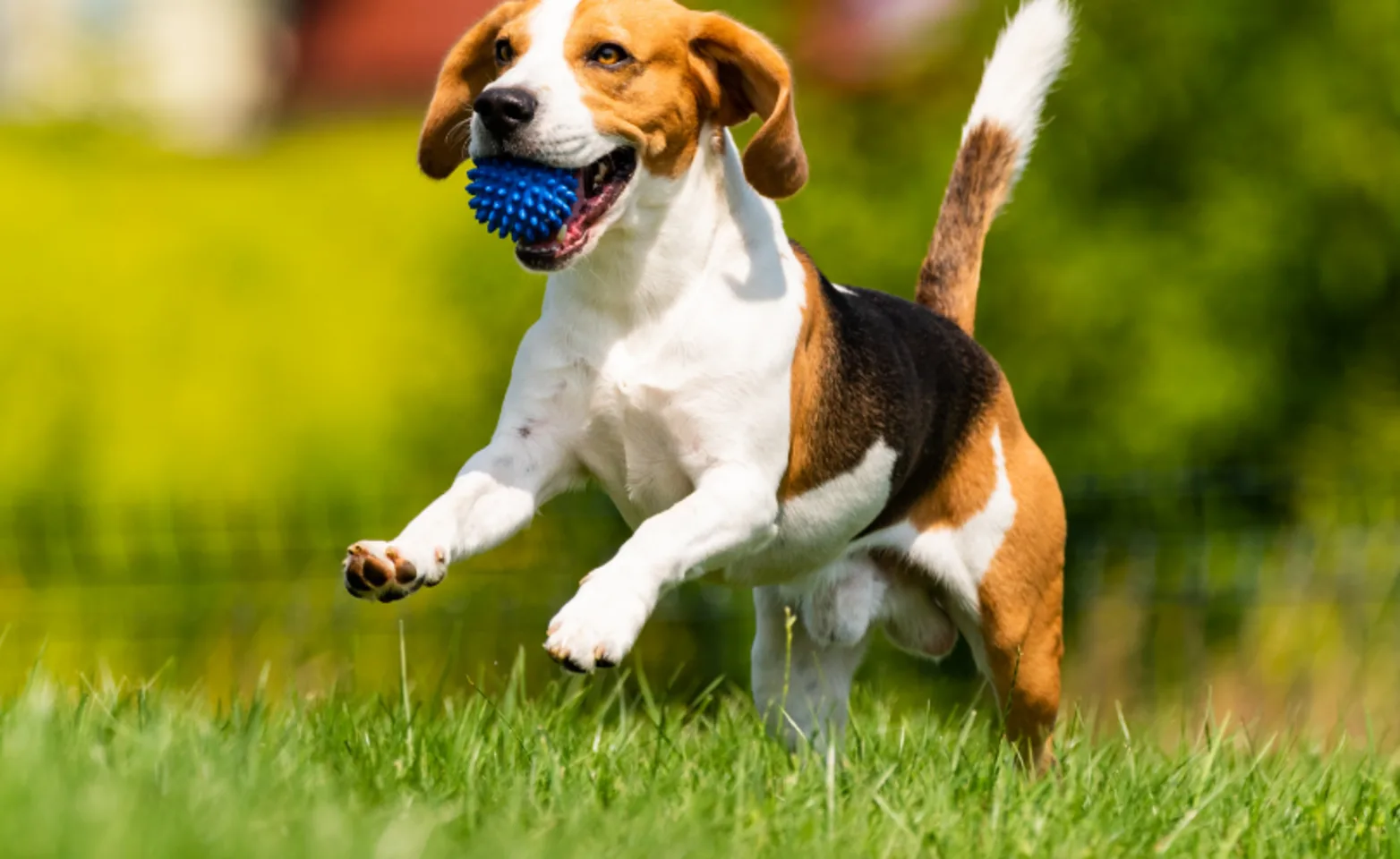 Dog Running with a Blue Ball Dog Running with a Blue Ball