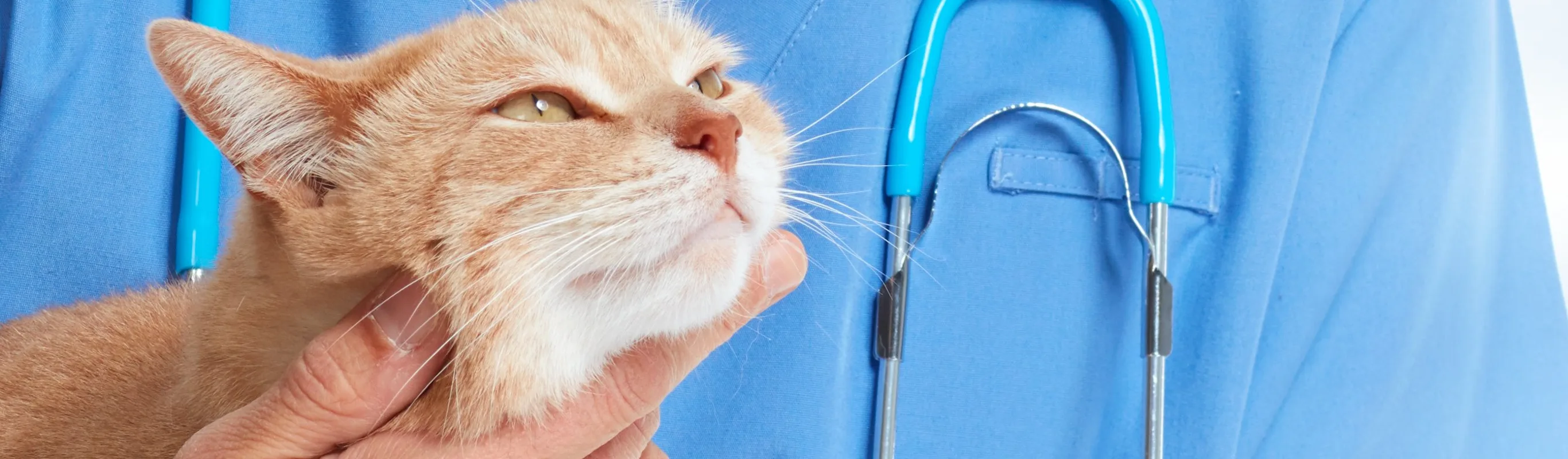 Veterinarian holding a cat Veterinarian holding a cat