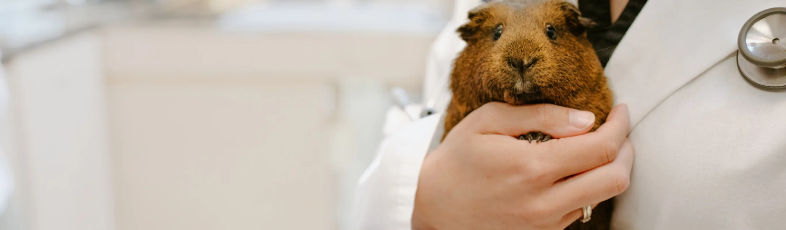 Veterinarian Holding Brown Guinea Pig Veterinarian Holding Brown Guinea Pig